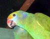 Blue-cheeked Amazon (Amazona dufresniana) - Wiki