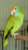 Red-browed Amazon (Amazona rhodocorytha) - Wiki