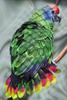 Red-tailed Amazon (Amazona brasiliensis) - Wiki