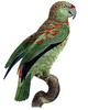 Festive Amazon (Amazona festiva) - Wiki