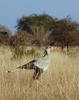 Secretary Bird (Sagittarius serpentarius) - Wiki