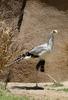 Secretary Bird (Sagittarius serpentarius) at the San Diego Zoo