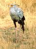 Secretary Bird (Sagittarius serpentarius) from Tanzania