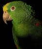 Yellow-crowned Amazon (Amazona ochrocephala) - Wiki