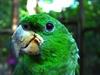 Kawall's Amazon (Amazona kawalli) - Wiki