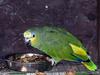 Orange-winged Amazon (Amazona amazonica) - Wiki