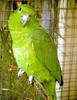 Scaly-naped Amazon (Amazona mercenaria) - Wiki