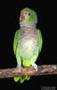 Vinaceous Amazon (Amazona vinacea) - Wiki