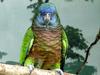 St Lucia Amazon (Amazona versicolor) - Wiki