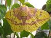 Imperial Moth (Eacles imperialis)