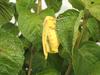 Imperial Moth (Eacles imperialis)