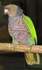 Imperial Amazon (Amazona imperialis) - Wiki