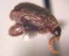 Bean Weevil (Family: Chrysomelidae, Subfamily: Bruchinae) - Wiki