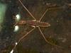 Water Strider (Family: Gerridae) - Wiki