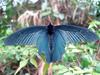 Great Mormon (Papilio memnon agenor) from Hainan