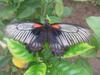 Great Mormon (Papilio memnon agenor)