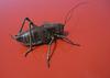 Mormon Cricket (Anabrus simplex) - Wiki