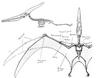 Pteranodon longiceps, drawing