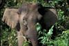 Pygmy elephant in Sabah proven to be a new subspecies