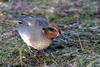 Common Teal (Anas crecca) - Wiki