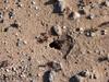 Red Harvester Ants (Pogonomyrmex barbatus) at nest entry