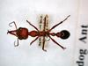 Bulldog Ant (Myrmecia brevinoda)