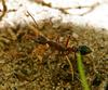 Bulldog Ant (Family: Formicidae, Genus: Myrmecia) - Wiki