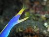 Ribbon Eel (Rhinomuraena quaesita) closeup