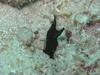 Ribbon Eel (Rhinomuraena quaesita) in black, juvenile stage