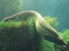 Mediterranean Moray Eel (Muraena helena)