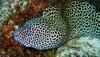 Laced Moray Eel (Gymnothorax favagineus) - Wiki