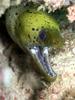 Fimbriated Moray Eel (Gymnothorax fimbriatus) - Wiki