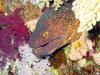 Yellow-edged Moray Eel (Gymnothorax flavimarginatus) - Wiki