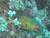 Yellow-edged Moray Eel (Gymnothorax flavimarginatus)