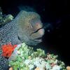 Giant Moray Eel (Gymnothorax javanicus) - Wiki