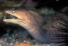 Grey Moray Eel (Gymnothorax nubilus) - Wiki