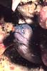 Polygon Moray Eel (Gymnothorax polygonius) - Wiki