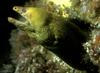 Yellow Moray Eel (Gymnothorax prasinus) - Wiki