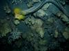 Undulated Moray Eel (Gymnothorax undulatus) hunting yellow tang