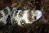 Snowflake Moray Eel (Echidna nebulosa) - Wiki