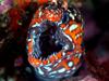 Leopard Moray Eel (Enchelycore pardalis) - Wiki