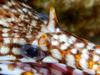 Leopard Moray Eel (Enchelycore pardalis) - Close-up of dragon moray