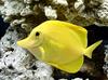 Yellow Tang (Zebrasoma flavescens) - Wiki