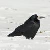 Rook (Corvus frugilegus) - Wiki