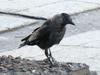 Rook (Corvus frugilegus) young juvenile