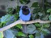 Azure Jay (Cyanocorax caeruleus) - Wiki