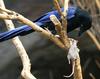 Purplish-backed Jay (Cyanocorax beecheii) eating mouse