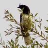 Curl-crested Jay (Cyanocorax cristatellus) - Wiki