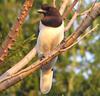 Curl-crested Jay (Cyanocorax cristatellus) female