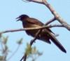 Brown Jay (Cyanocorax morio) - Wiki